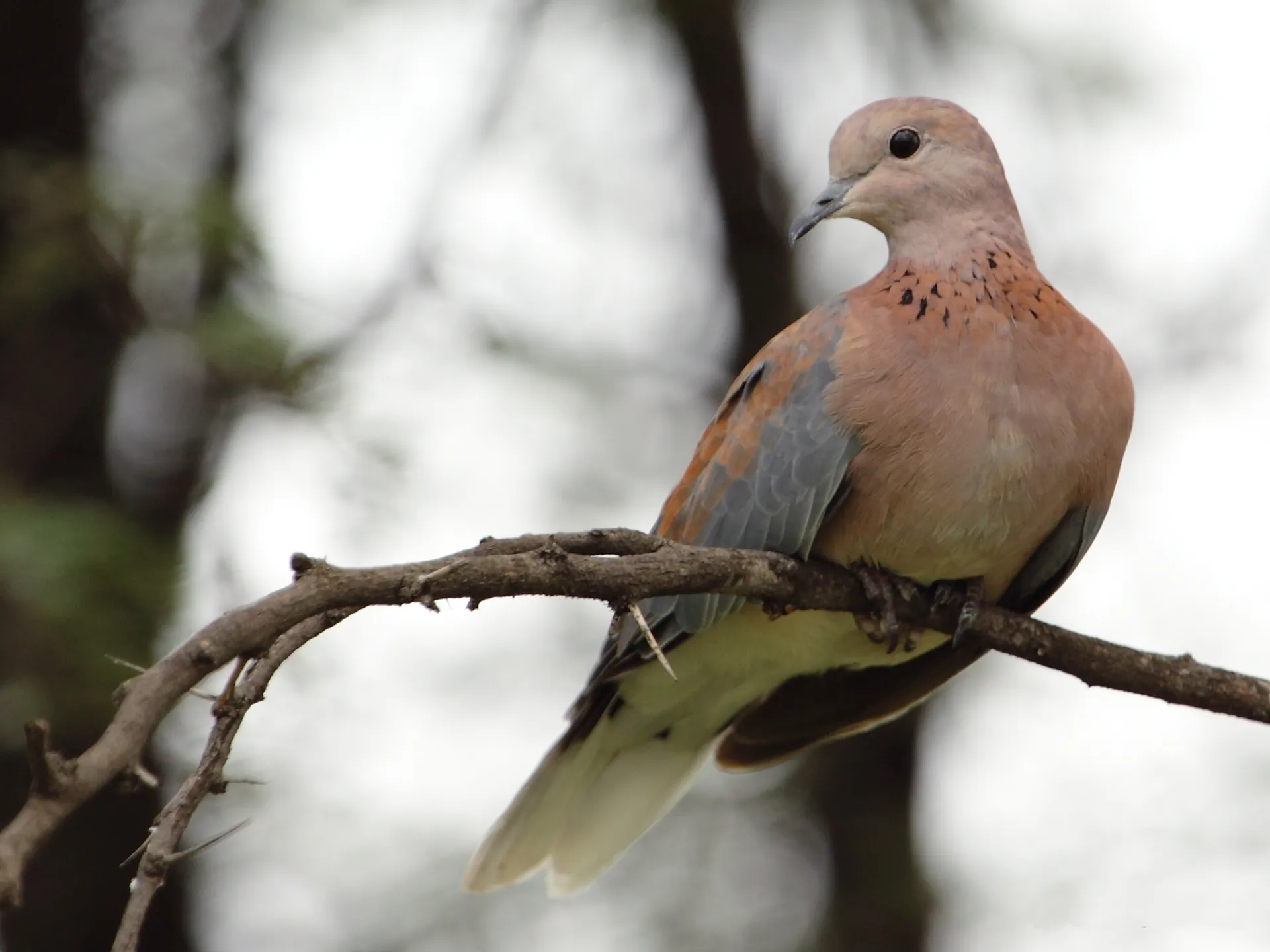 Stigmatopelia senegalensis -Gaborone Game Reserve, Botswana-8