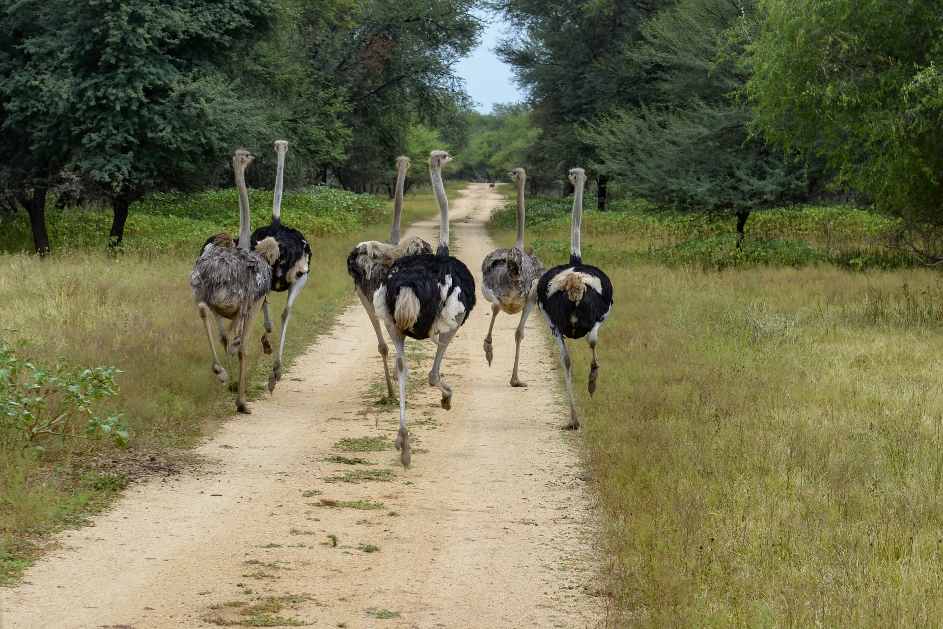 An ostrich in Gaborone game reserve