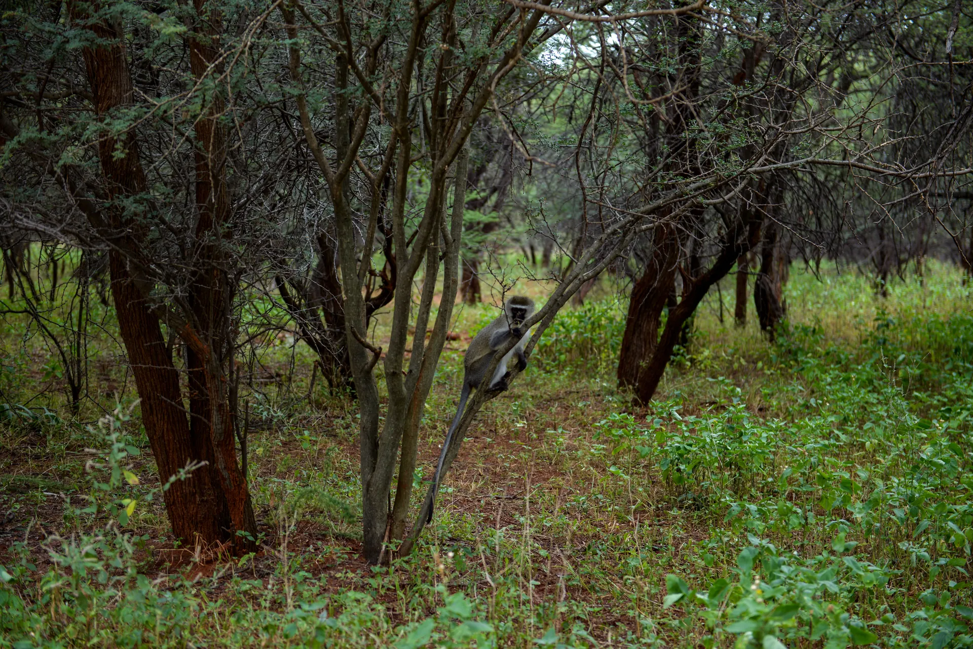 A monkey in Gaborone game reserve