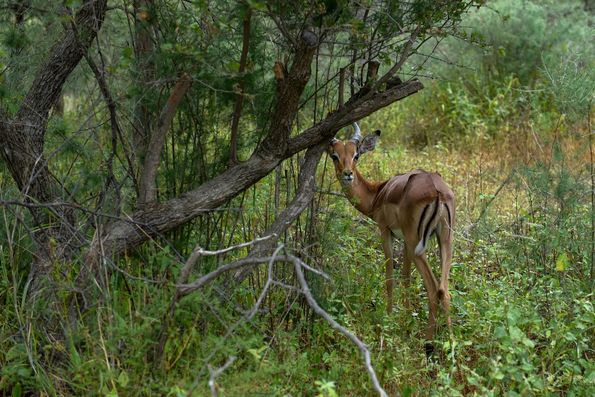 An antelope in Gaborone game reserve
