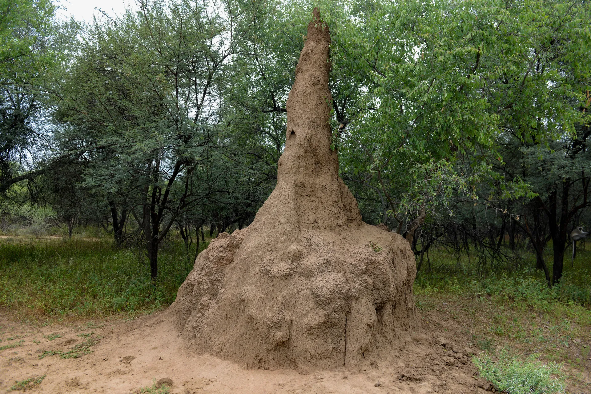 Termite mound in Gaborone game reserve