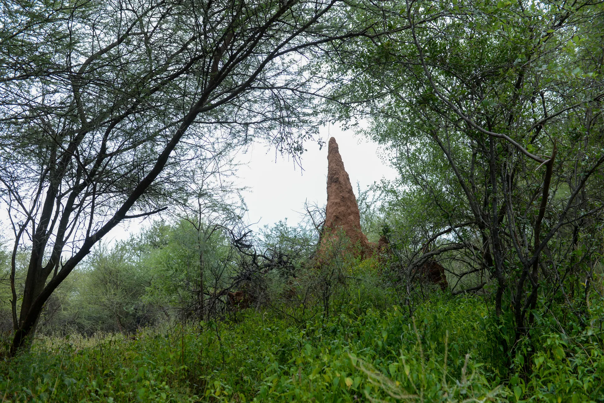 Termite matches landscape in Gaborone game reserve